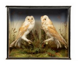 A cased pair of taxidermy barn owls