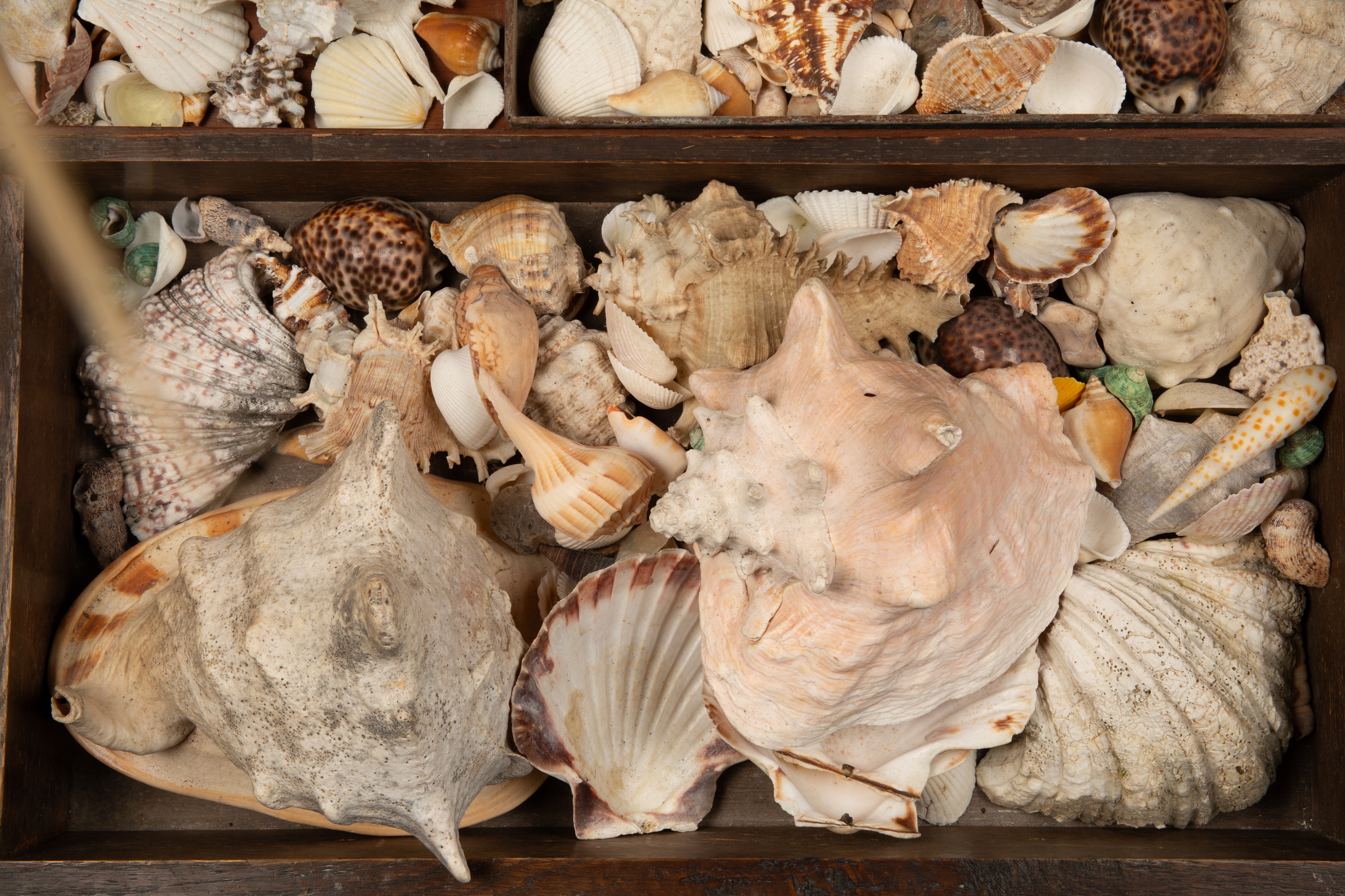 A large collection of various decorative shells - Image 2 of 3