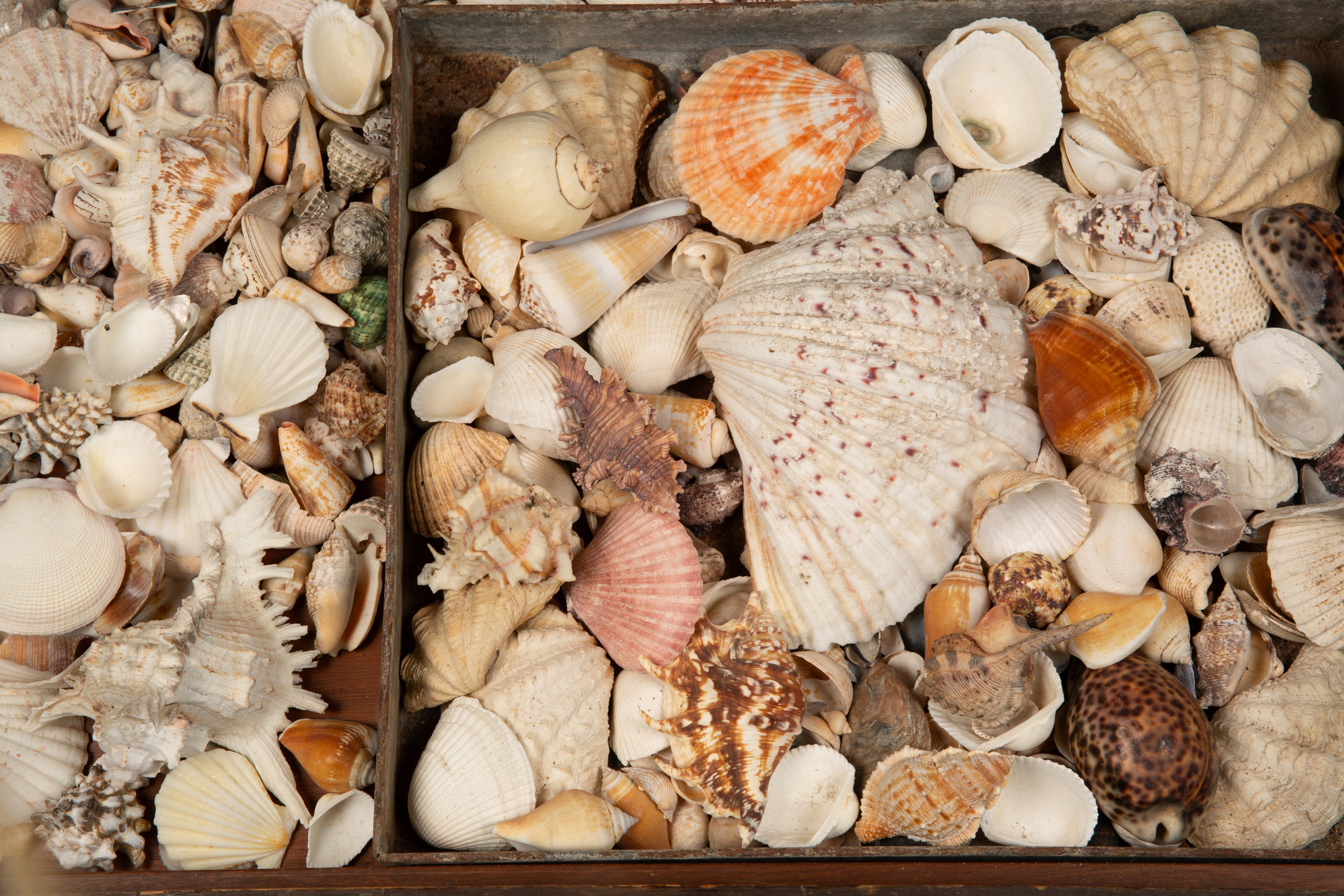 A large collection of various decorative shells - Image 3 of 3