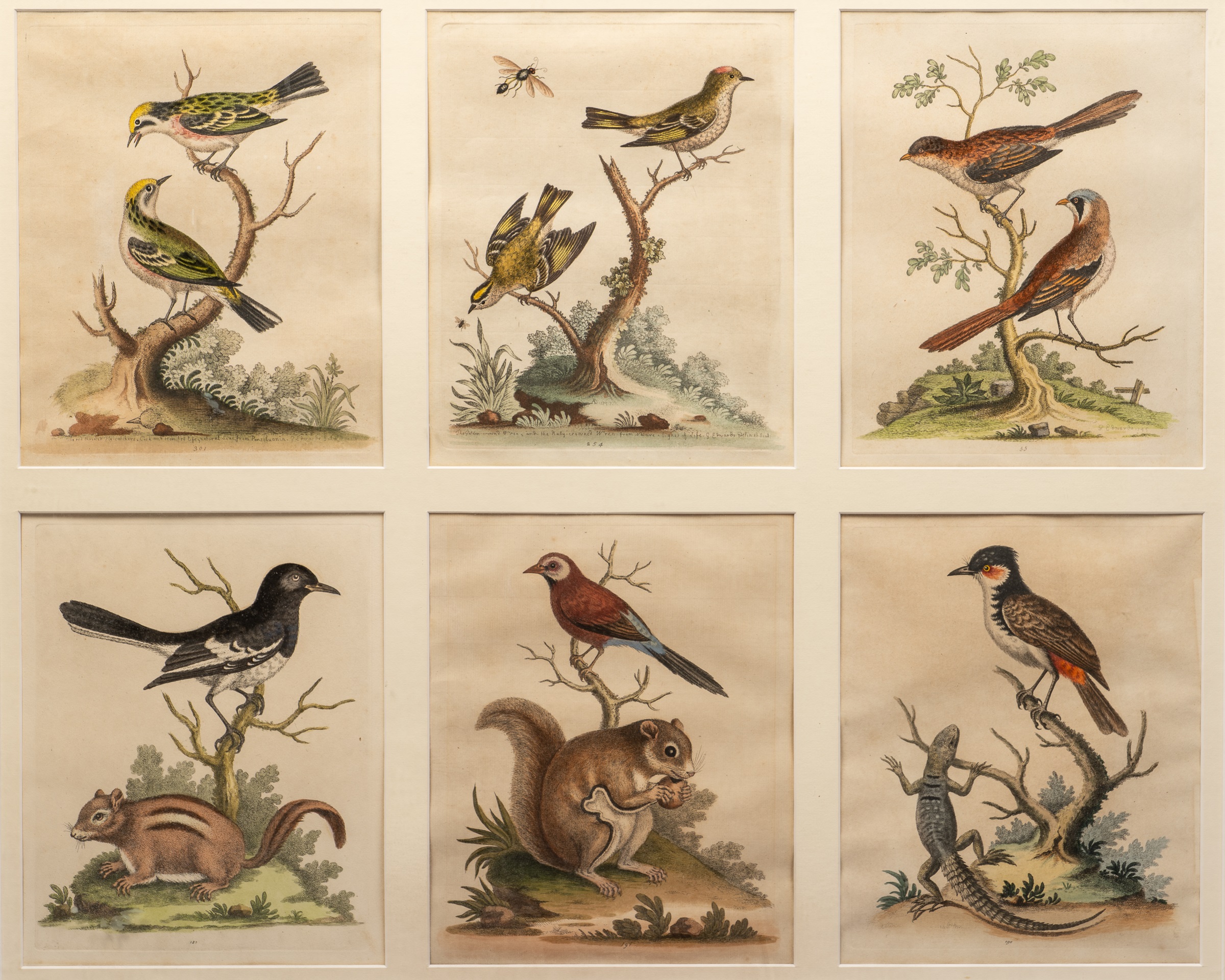 George Edwards (British 1694-1773), a collection of six hand-coloured etchings of birds