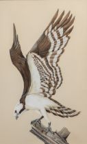 Art Lamay, 20th century American School, An osprey on perched on a stump