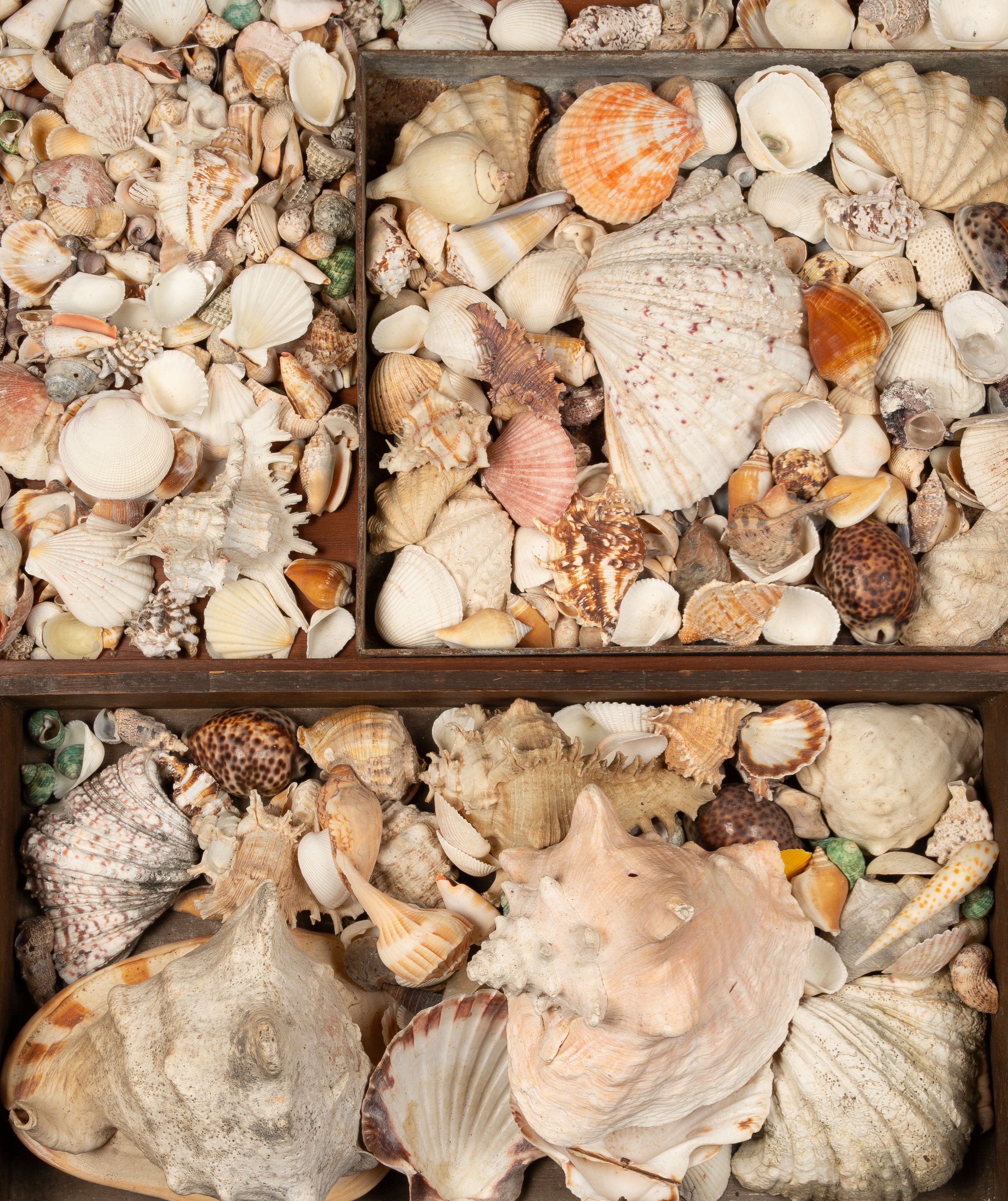 A large collection of various decorative shells