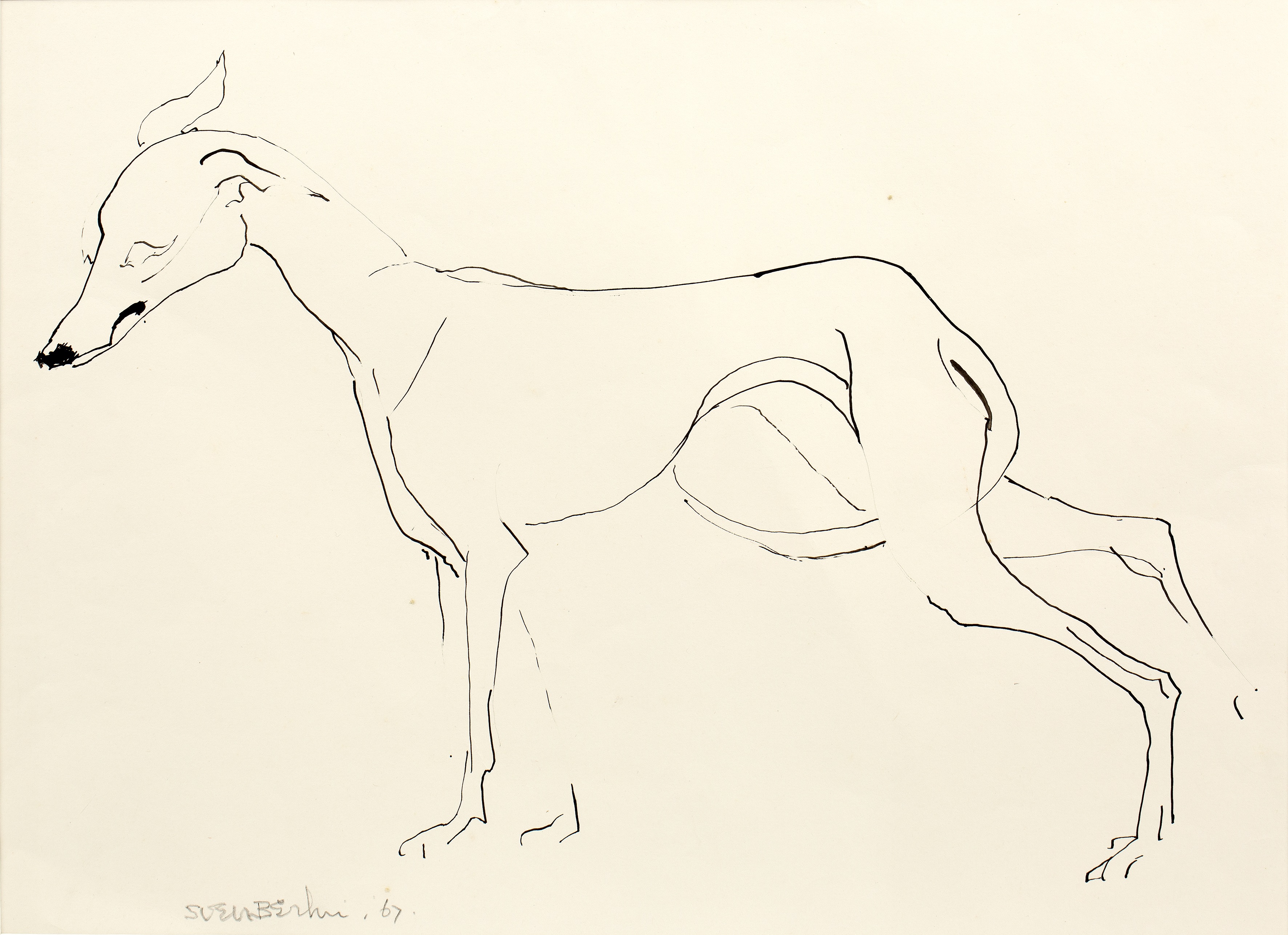 Sven Berlin (1911-1999) Greyhound, 1967 signed and dated (lower left) pen and ink 32 x 44cm.