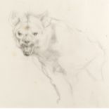 Michael Ayrton (1921-1975) Study for Hyena pencil 28 x 28cm. Provenance: Goldmark Gallery, Rutland.
