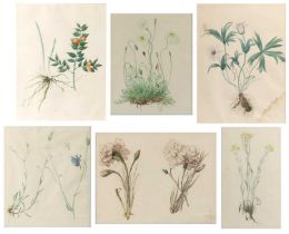 Collection of six botanical still life studies watercolours, one with indistinct title and date