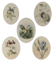 Set of five botanical studies Possibly English, 19th Century School, watercolours, unsigned, 15cm