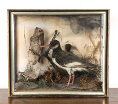 Cased taxidermy including an oyster catcher, sandpiper and an owl, 51cm wide x 44.5cm high Missing
