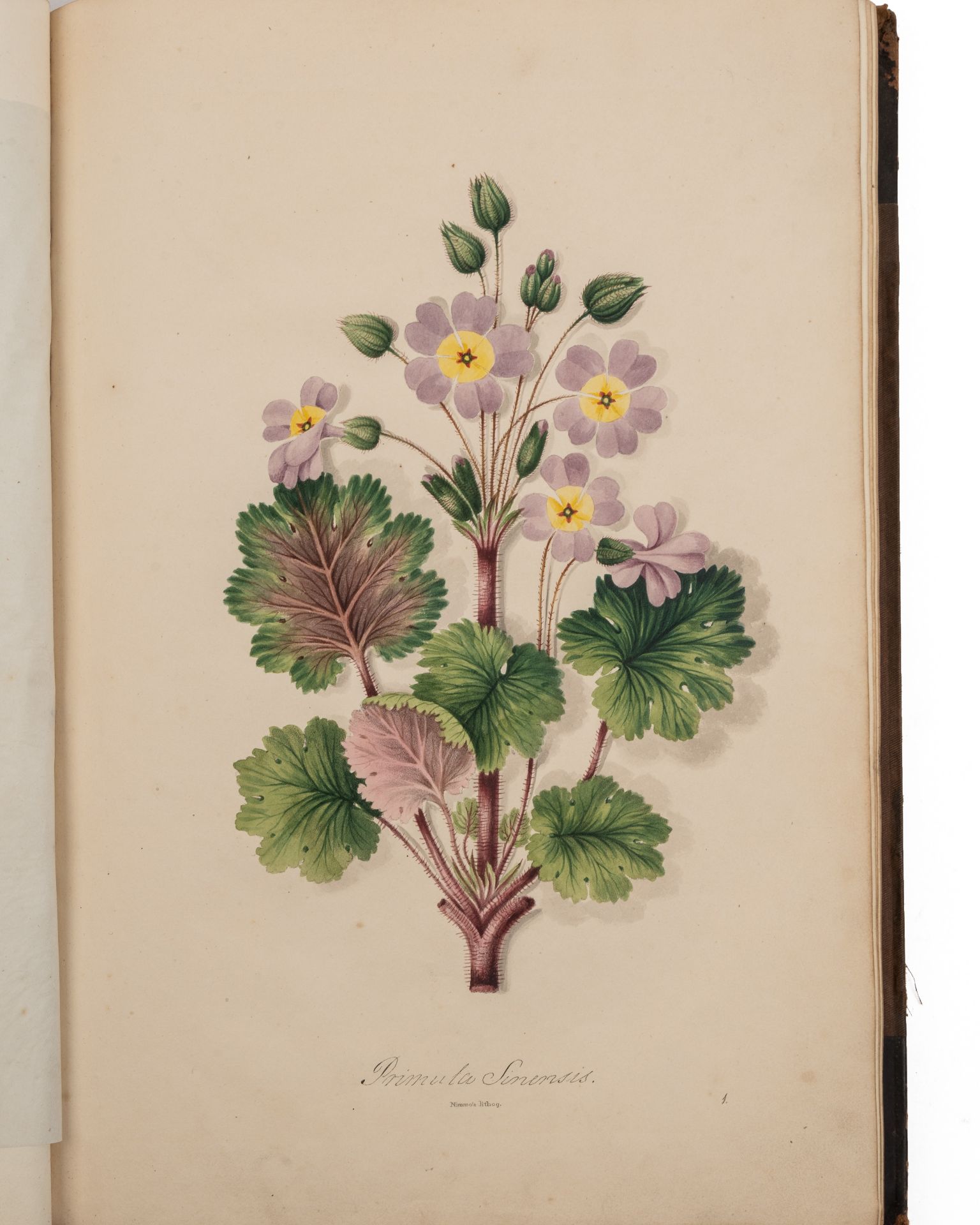 David Brown (Publisher). 'Ten Lithographic Coloured Flowers with botanical descriptions drawn and - Bild 5 aus 5