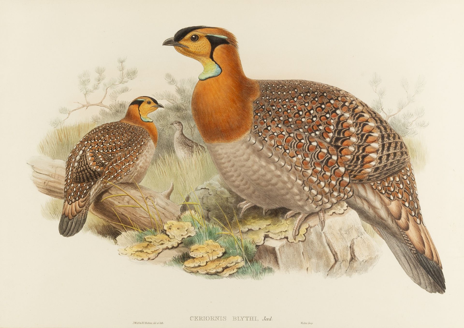 After John Gould (1804-1881) Calcophasis and Phasianus Reevesh, Lithographs together with - Image 4 of 5