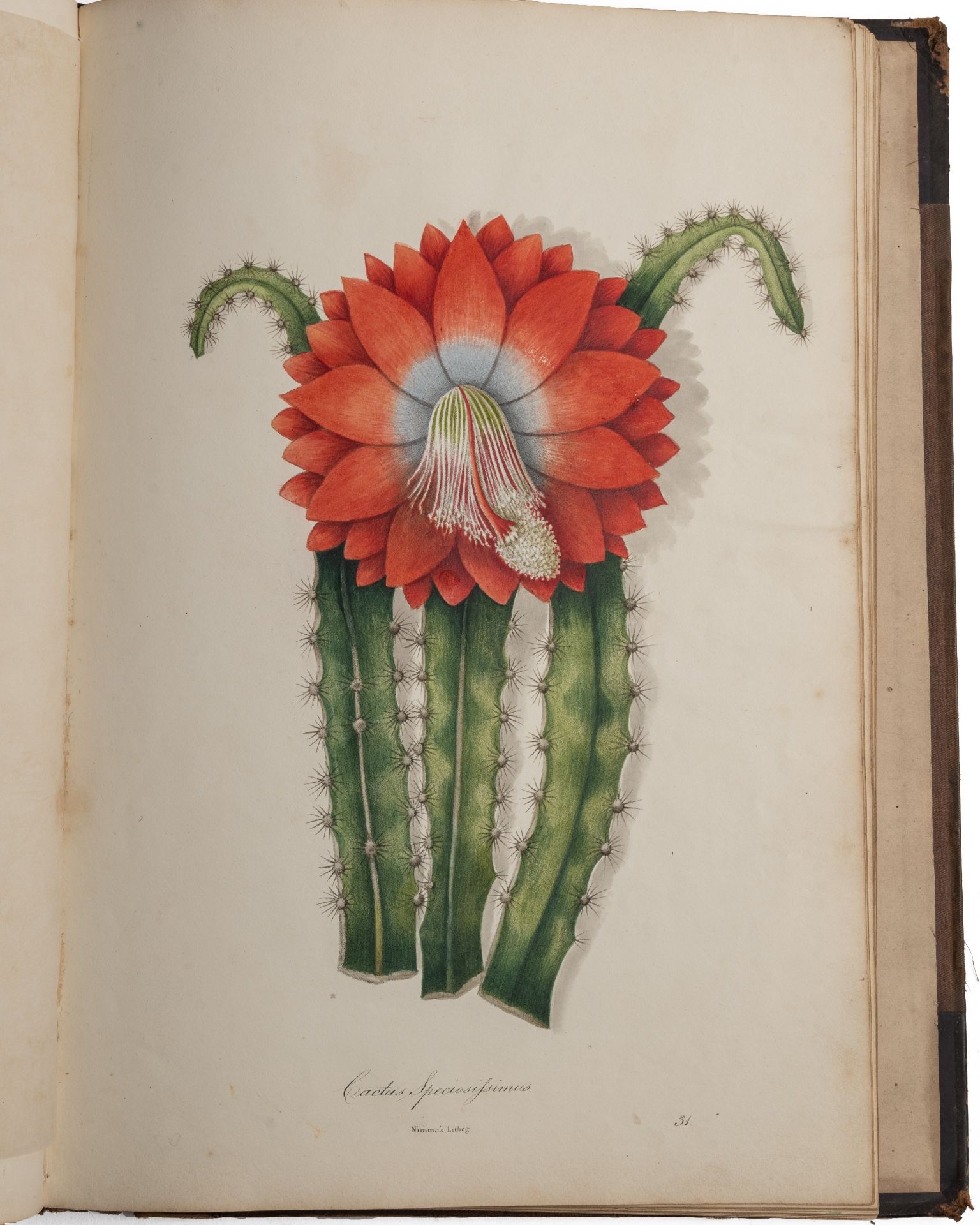 David Brown (Publisher). 'Ten Lithographic Coloured Flowers with botanical descriptions drawn and - Bild 4 aus 5