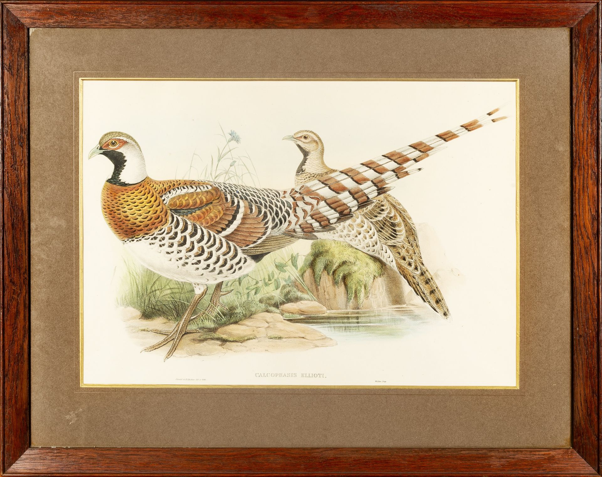 After John Gould (1804-1881) Calcophasis and Phasianus Reevesh, Lithographs together with