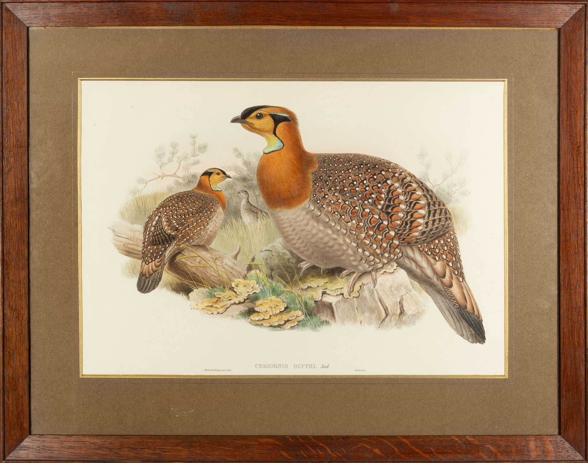 After John Gould (1804-1881) Calcophasis and Phasianus Reevesh, Lithographs together with - Image 5 of 5