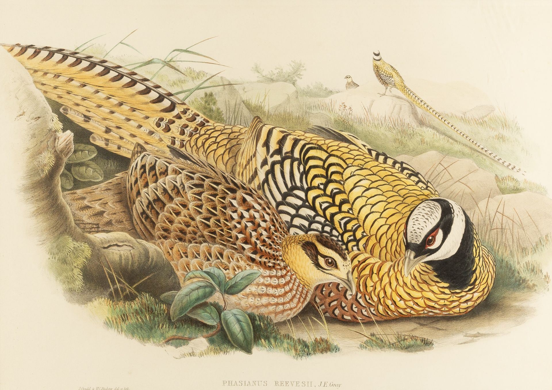 After John Gould (1804-1881) Calcophasis and Phasianus Reevesh, Lithographs together with - Image 2 of 5