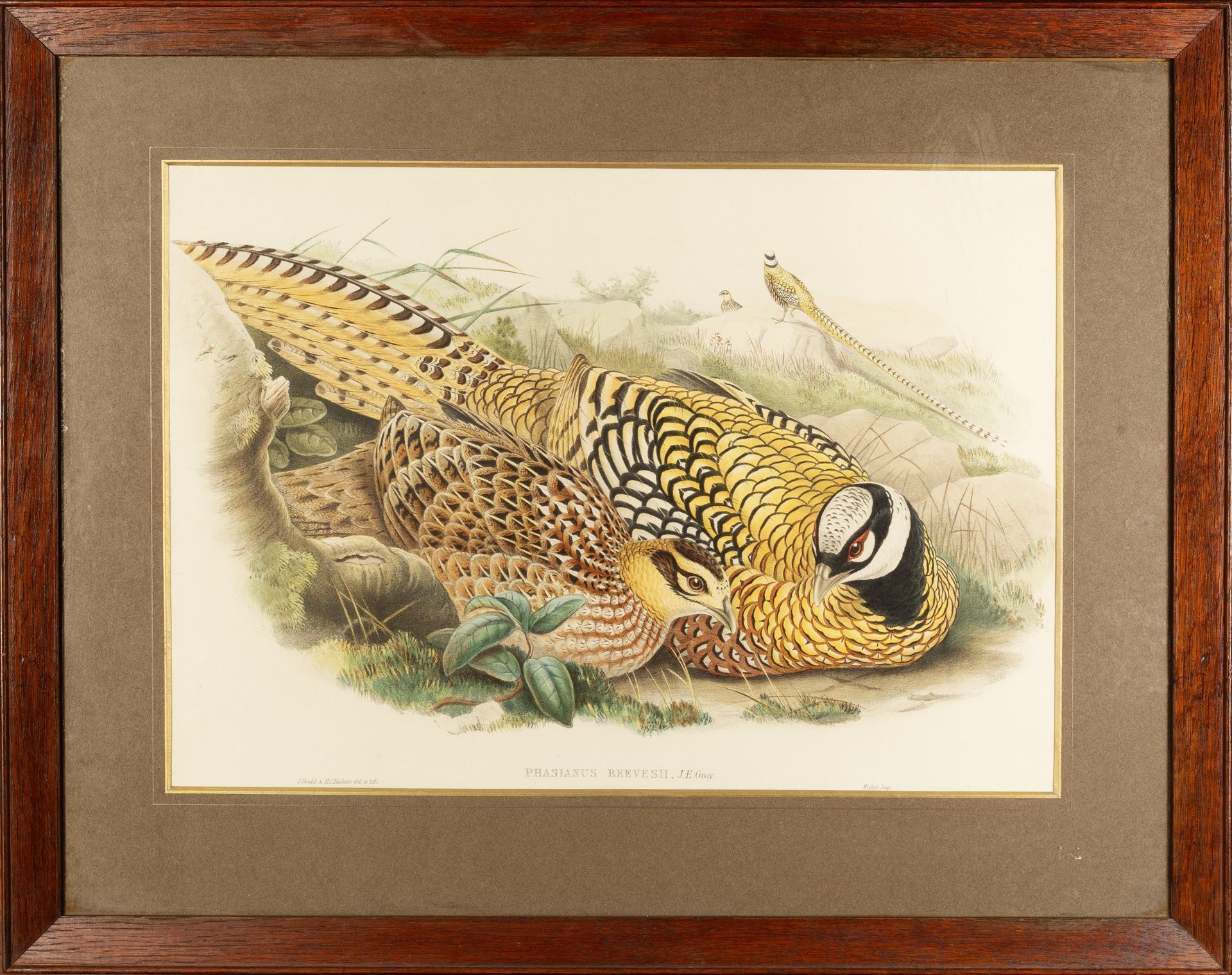 After John Gould (1804-1881) Calcophasis and Phasianus Reevesh, Lithographs together with - Image 3 of 5