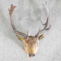 A taxidermy stag head, 76cm high