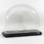 A 19th century glass dome, on an ebonised plinth base, 43 x 34cm Overall condition is dirty, but