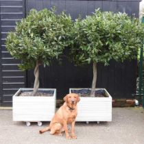 A pair of mature bay trees, each planted in a painted wooden pot, 190cm high (2)