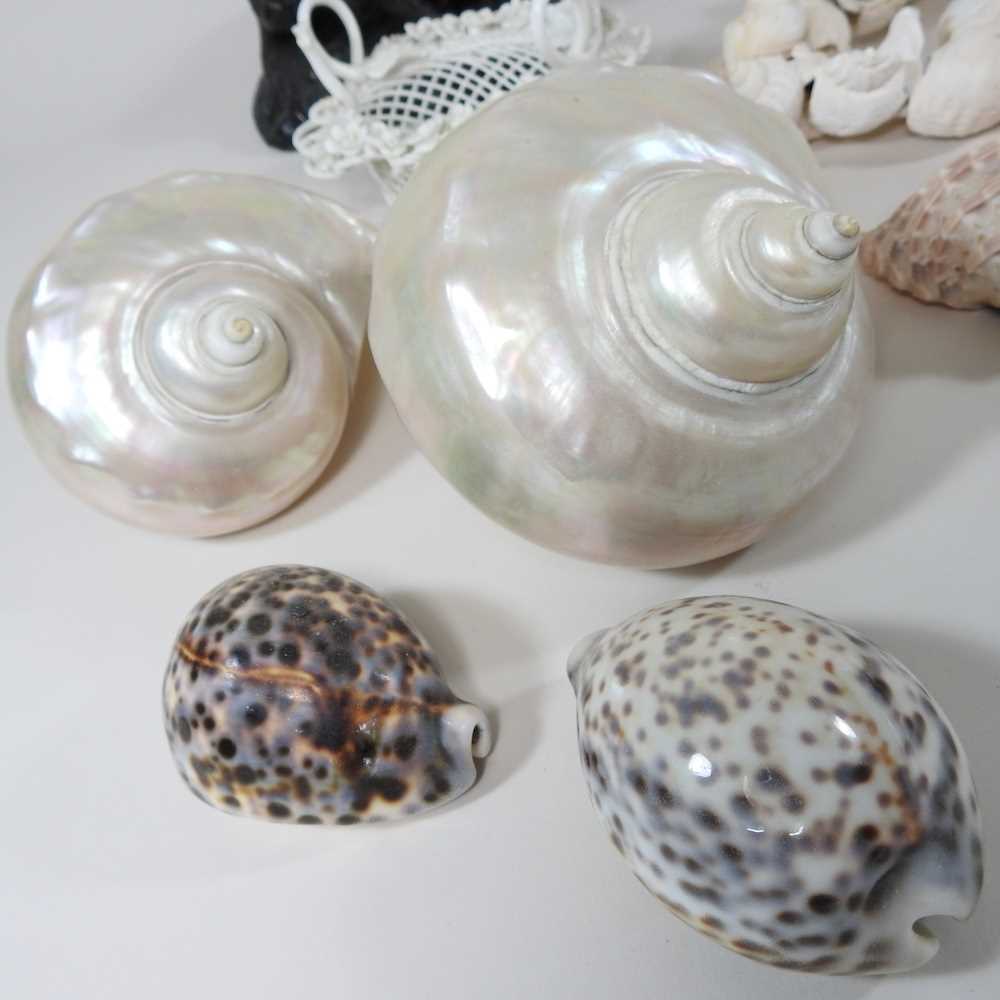 A carved shell, 9cm long, together with a collection of sea shells, coral and other items - Image 6 of 7