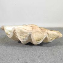 A large clam shell, Tridacna gigas, half shell, 76cm wide 76w x 48d x 24h cm