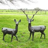 A life size cast bronze garden sculpture of a stag, shown standing, 147cm high, together with