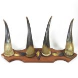 A taxidermy coat hook, with four horns, mounted on a wooden base, 50cm wide