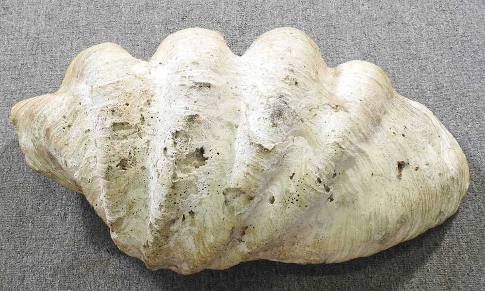 A large clam shell, Tridacna gigas, half shell, 76cm wide 76w x 48d x 24h cm - Image 6 of 6