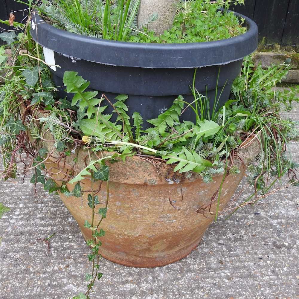 An olive tree, in a terracotta pot, approximately 160cm high - Image 5 of 6