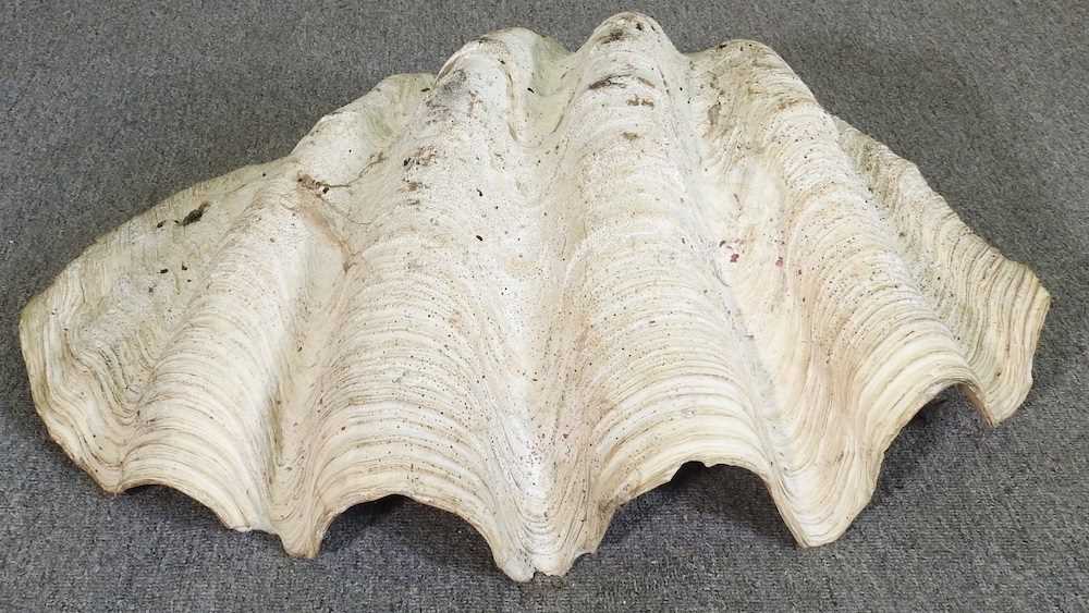 A large clam shell, Tridacna gigas, half shell, 76cm wide 76w x 48d x 24h cm - Image 5 of 6