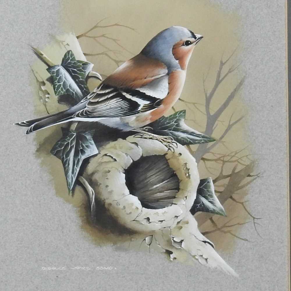 Terance James Bond, b1946, a finch perched on a branch, signed gouache on coloured paper, 29 x 22cm - Image 3 of 7