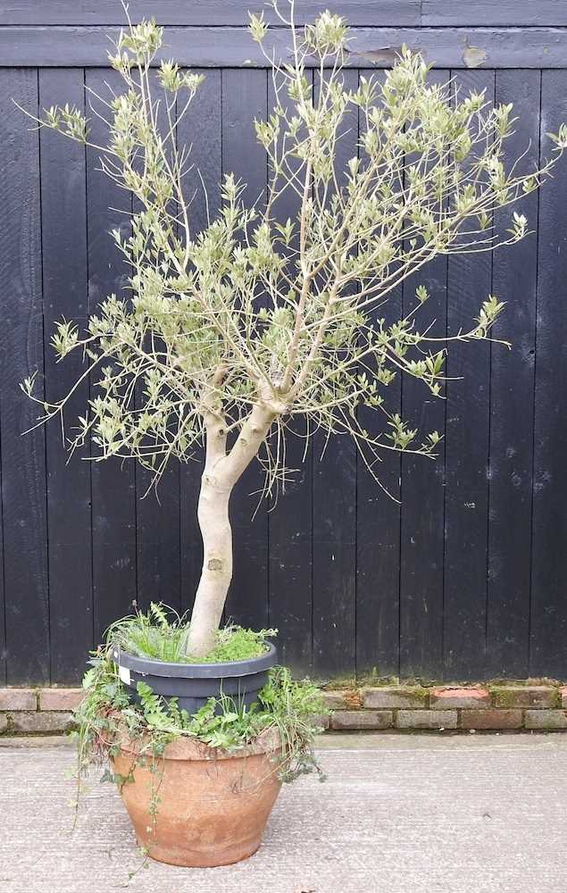 An olive tree, in a terracotta pot, approximately 160cm high - Image 3 of 6