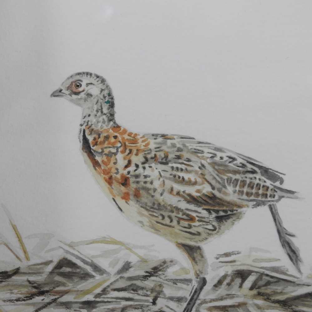 ARR Ben Hoskyn, b1963, Nine Week Old Cock Poult, signed with initials, watercolour, 13 x 16cm, - Image 7 of 7