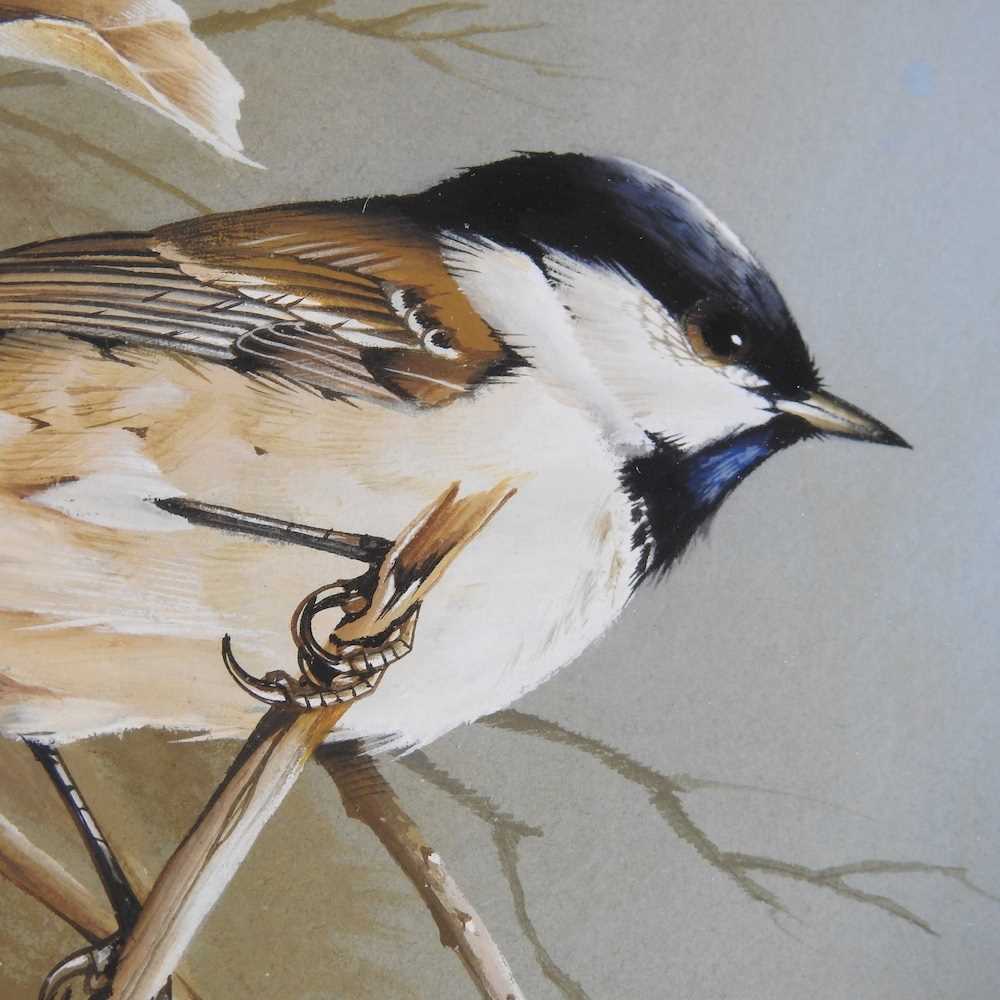 Terance James Bond, b1946, two sparrows perched on a branch, signed and dated 1975, gouache on - Image 5 of 6