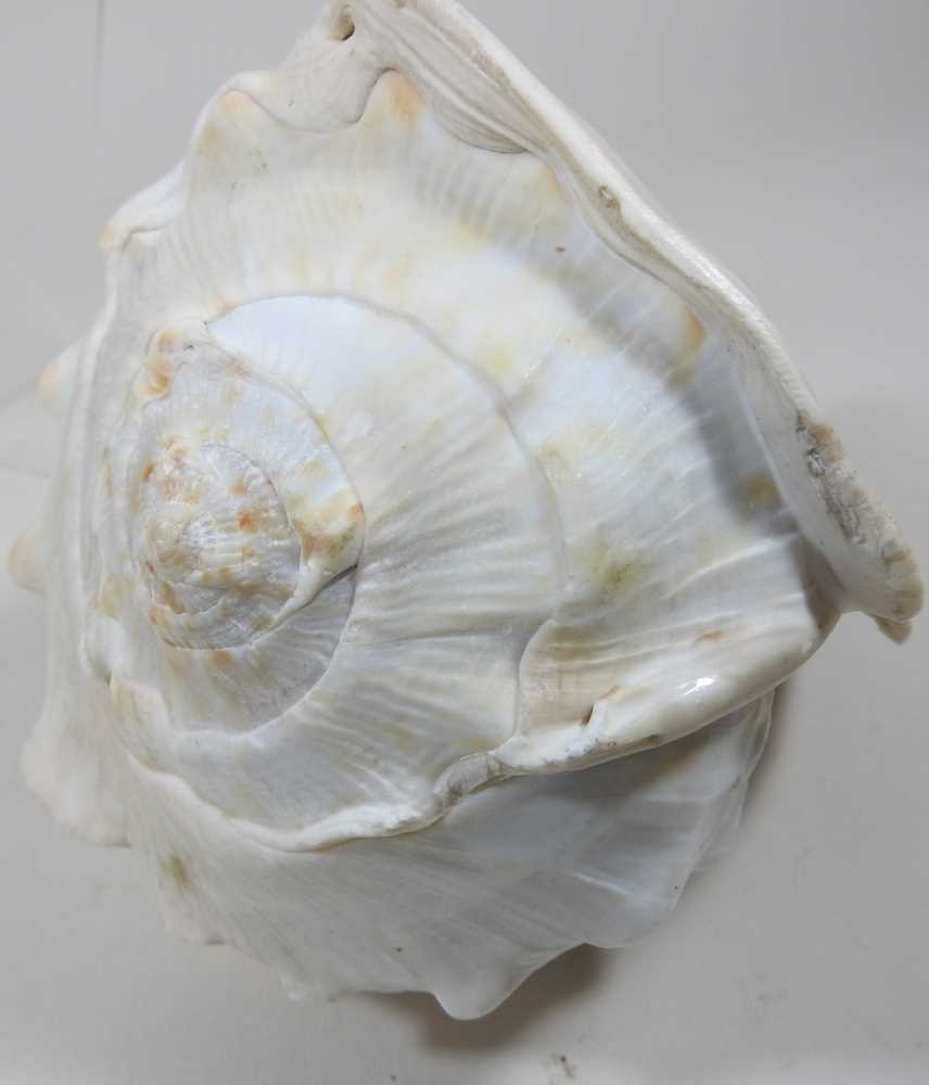 A conch shell, carved to the centre with a cameo portrait, head of a Classical lady in profile, 16cm - Image 2 of 5