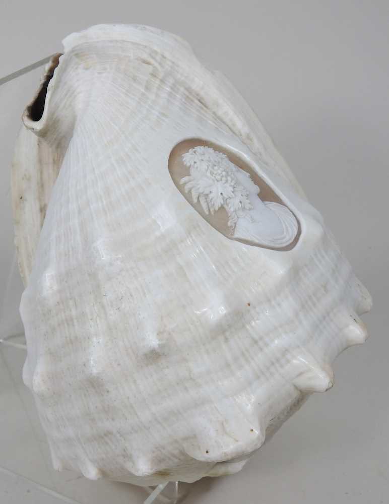 A conch shell, carved to the centre with a cameo portrait, head of a Classical lady in profile, 16cm - Image 3 of 5