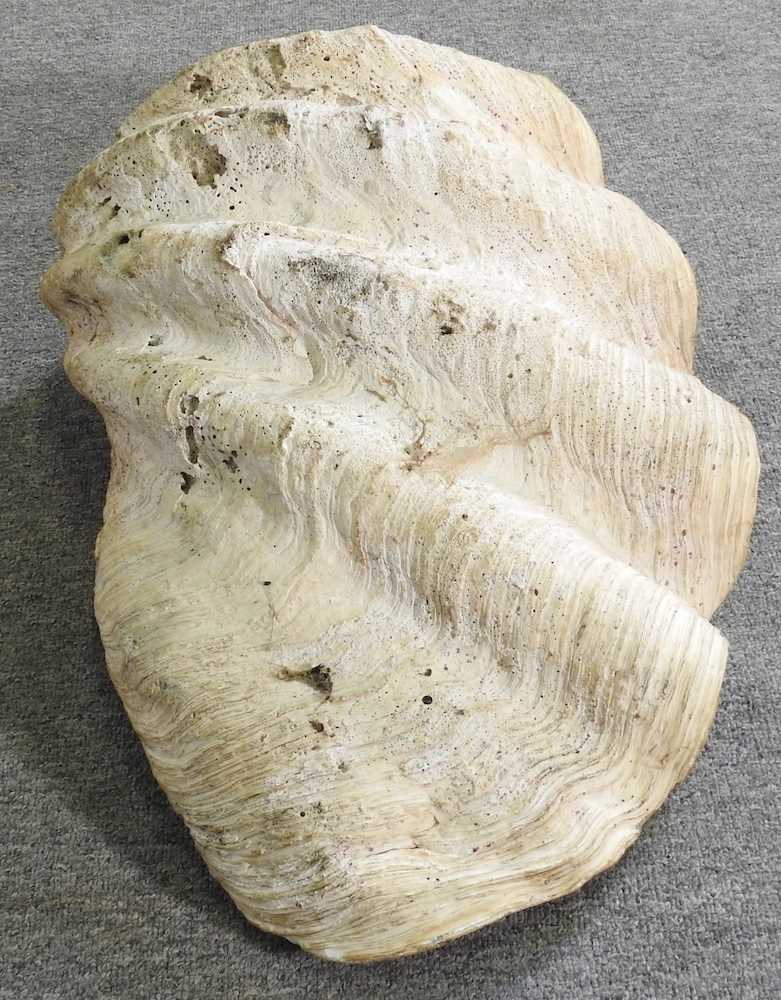 A large clam shell, Tridacna gigas, half shell, 76cm wide 76w x 48d x 24h cm - Image 2 of 6