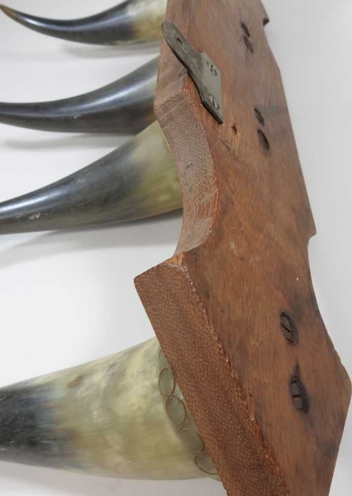 A taxidermy coat hook, with four horns, mounted on a wooden base, 50cm wide - Image 2 of 3