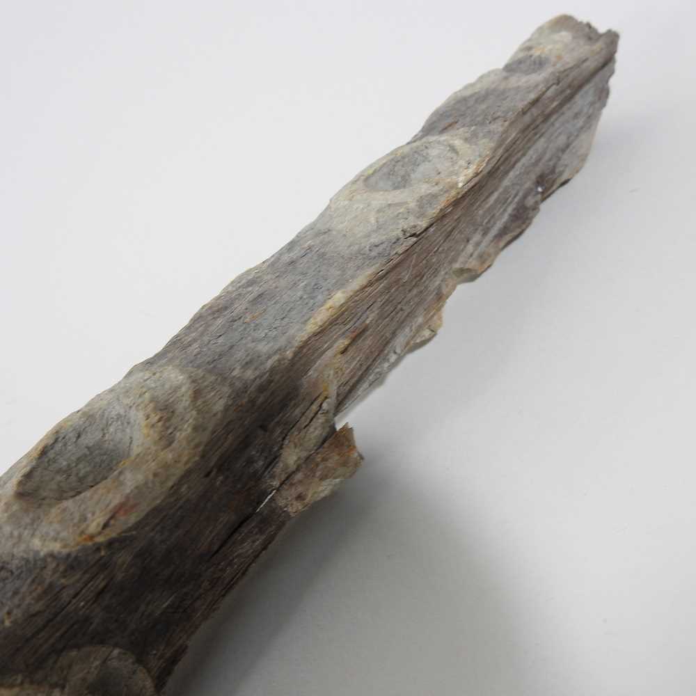 An antique wooden oyster stick or pole, with lime putty holes, 156cm long - Image 5 of 7