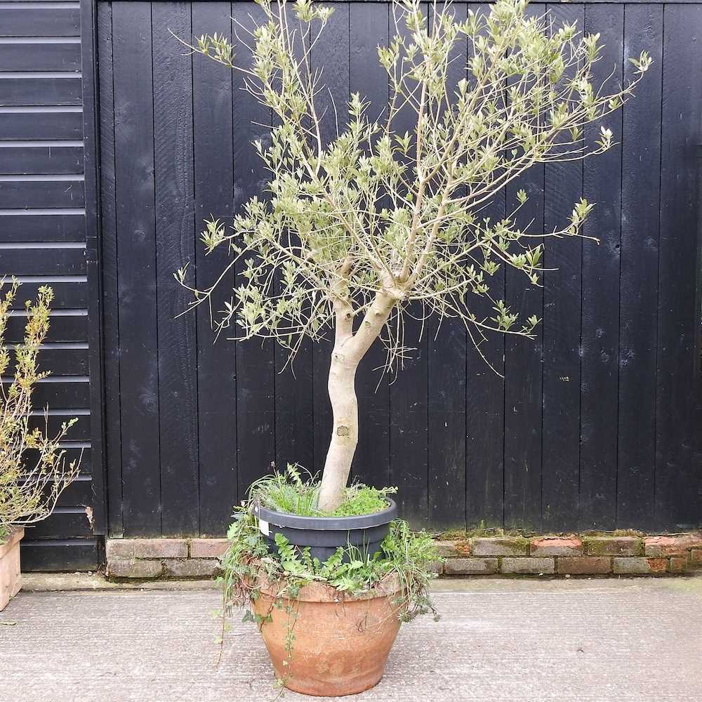 An olive tree, in a terracotta pot, approximately 160cm high