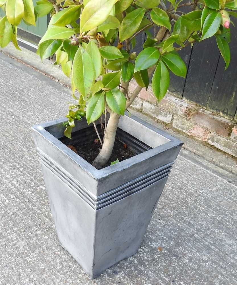 A camellia plant, in a silver coloured pot, 124cm high - Image 3 of 3