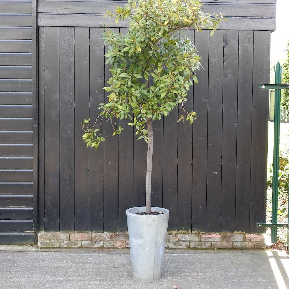 A bay tree, in a metal pot, 225cm high