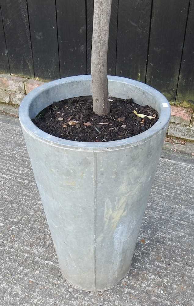 A bay tree, in a metal pot, 225cm high - Image 3 of 3