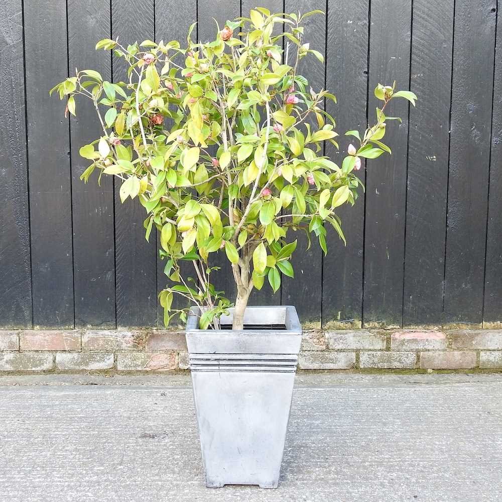 A camellia plant, in a silver coloured pot, 124cm high