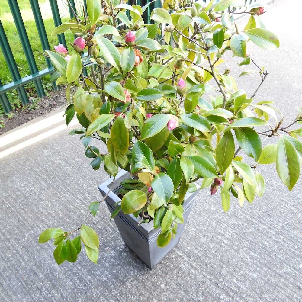 A camellia plant, in a silver coloured pot, 124cm high - Image 2 of 3