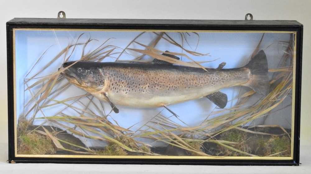 A taxidermy of a brown trout, 20th century, in a glazed display case, 89 x 43cm 89w x 16d x 43h cm - Image 2 of 9