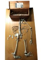 Anatomy / osteology - an early 20th century partial human skeleton by Adam, Rouilly & Co in original
