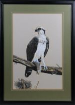 Stephen G Rooke (British, 20th Century) 'Osprey', gouache, signed, inscribed and dated Dec. (19)78