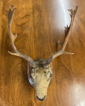 Taxidermy - A Fallow Deer (Dama dama) young adult buck / stag neck mount looking straight ahead,