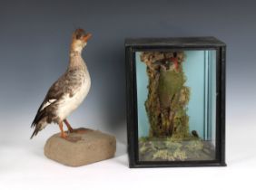 A cased taxidermy European Green Woodpecker (Picus Viridis) the display featuring three glazed