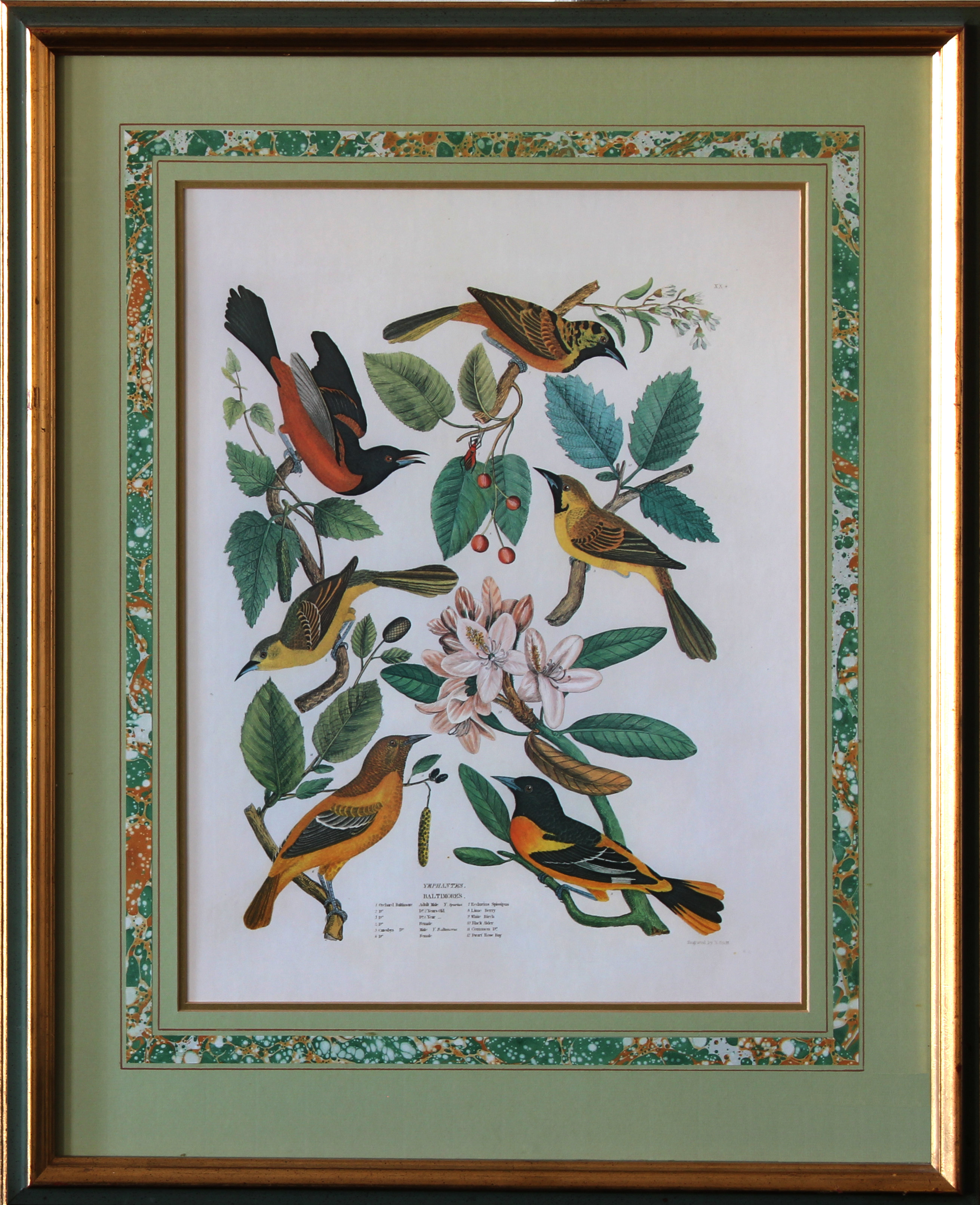 4 reproduction bookplate prints of birds - Image 4 of 4