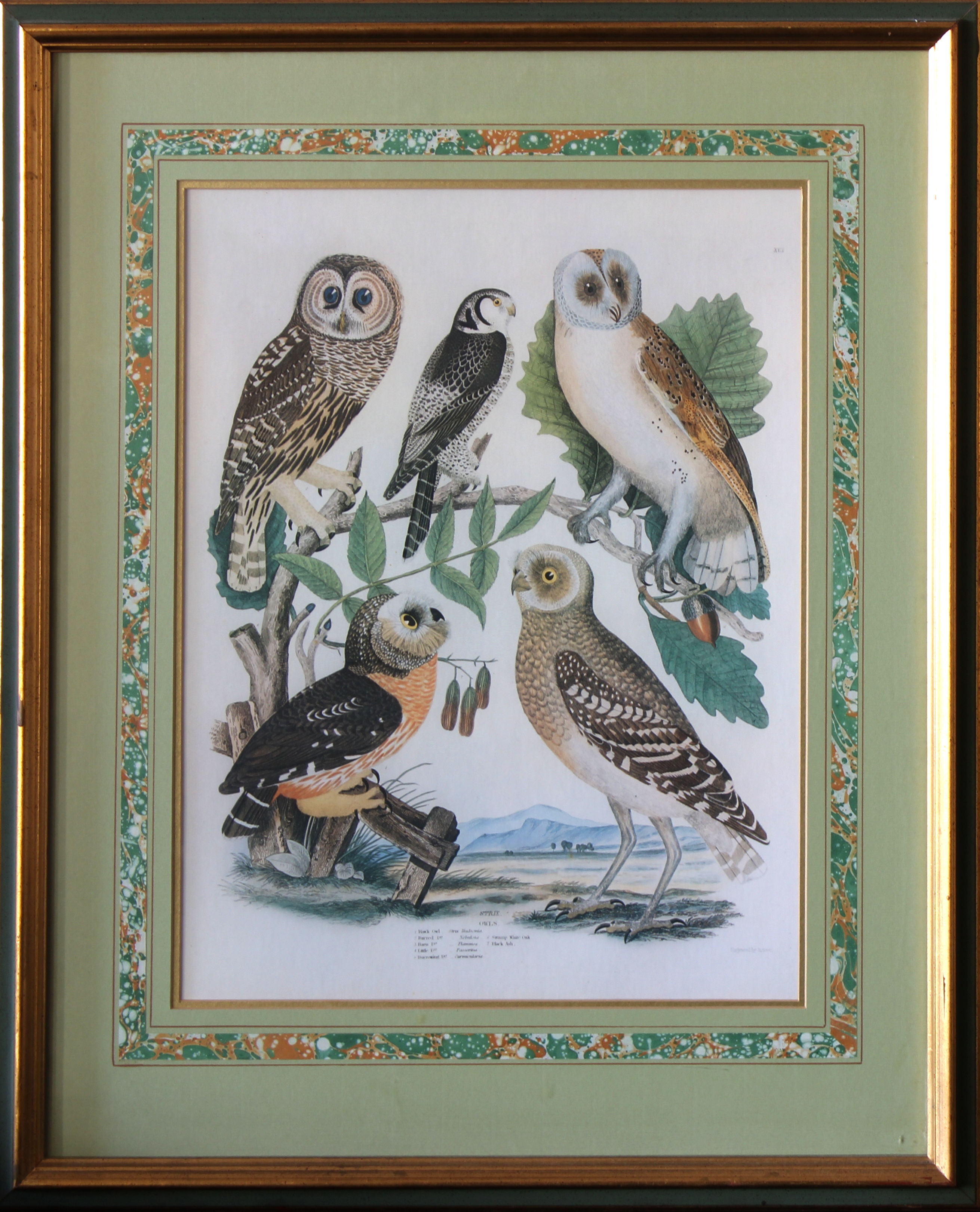 4 reproduction bookplate prints of birds - Image 3 of 4